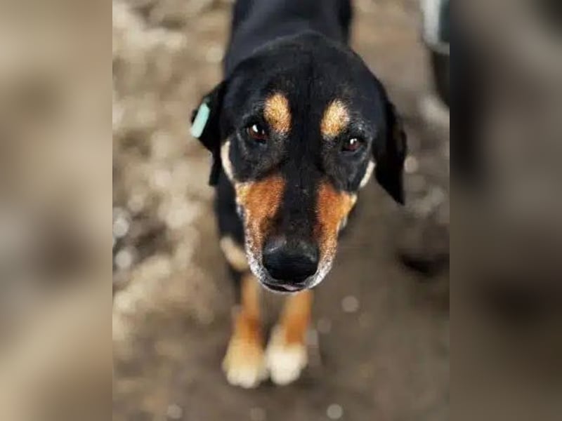 NOTFALL ♥STELLA♥ ab 19.Sep auf Pflegest bei Köln-unglaublich menschenbezogene, zu dünne Hündin 54cm