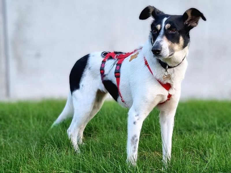 ♥AMANDA♥ auf Pflegestelle bei Köln - süße, verschmuste und unkomplizierte Hündin 54 cm