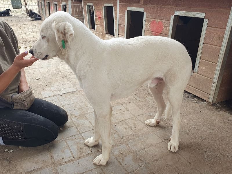 ♥WILLY♥ wunderschöner weißer Rüde mit einem besonders sanften und sensiblen Wesen 57 cm