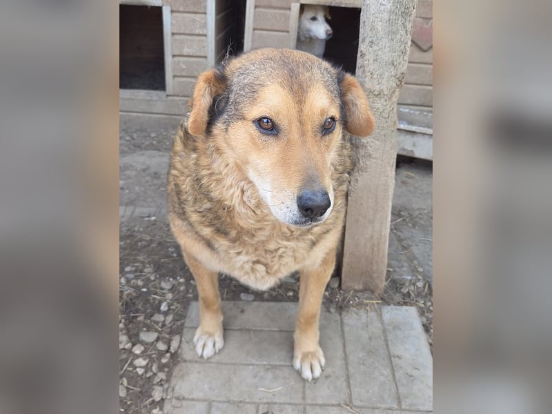 ♥BOSKO♥ verschmuster, bezaubernder, lockiger Rüde - eine echte Knutschkugel 51 cm