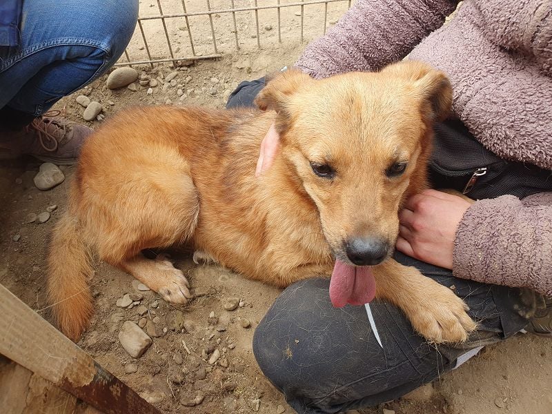 ♥JAKOB♥ süßer, anhänglicher Rüde voller Emotionen, der so viel Herz und Lebensfreude hat 56 cm