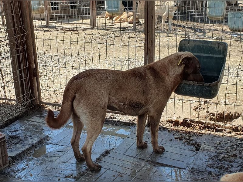 ♥THEA♥ sehr menschenbezogene, hübsche, verschmuste Hündin 54 cm