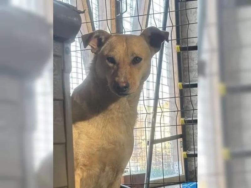 ⭐️HOPE⭐️, wurde Schlimmes angetan, Hündin, 3 Jahre, 55 cm, Mischling, Tierschutz Rumänien