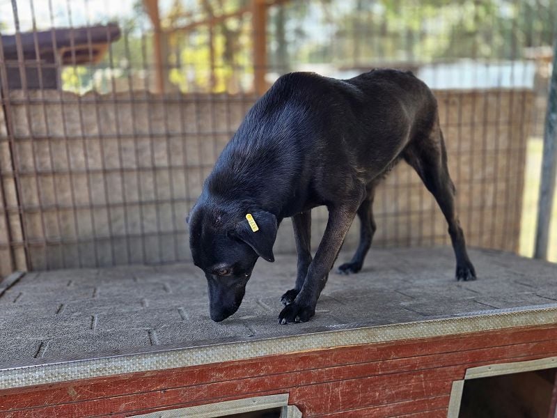♥DORINA♥ unglaubliche liebevolle, verschmuste Hündin, die die menschliche Nähe so vermisst 53 cm