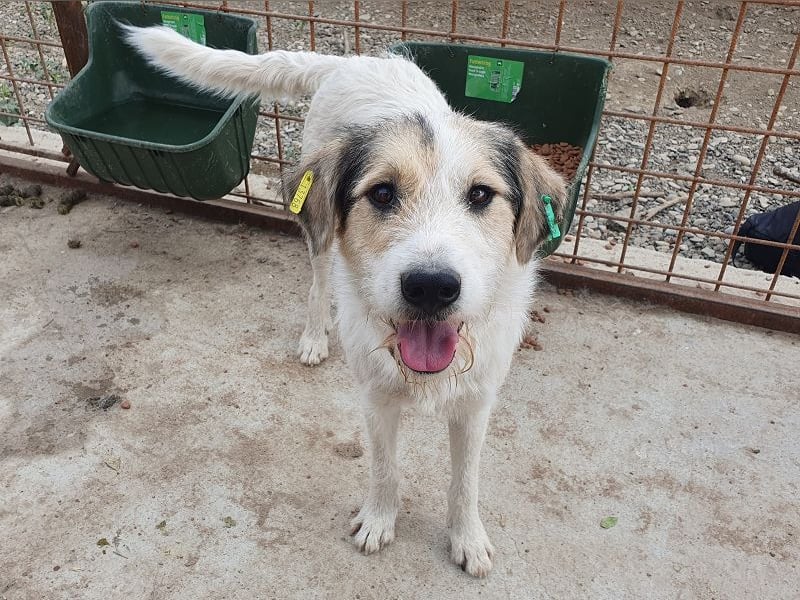 ♥WICKI♥ wunderbarer, unglaublich zutraulicher Gute-Laune-Hund, der einfach zum Verlieben ist 58 cm