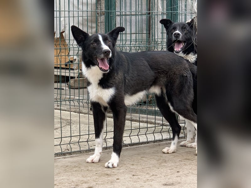 ⭐️CODI⭐️, Border Collie-Mischling, 8 Jahre, 54 cm, Mischling, Tierschutz Rumänien