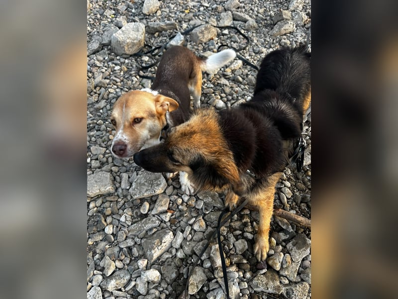 DIANA, coole Begleiterin, 4 Jahre, 55 cm, Pflegestelle Duisburg, Tierschutz Rumänien