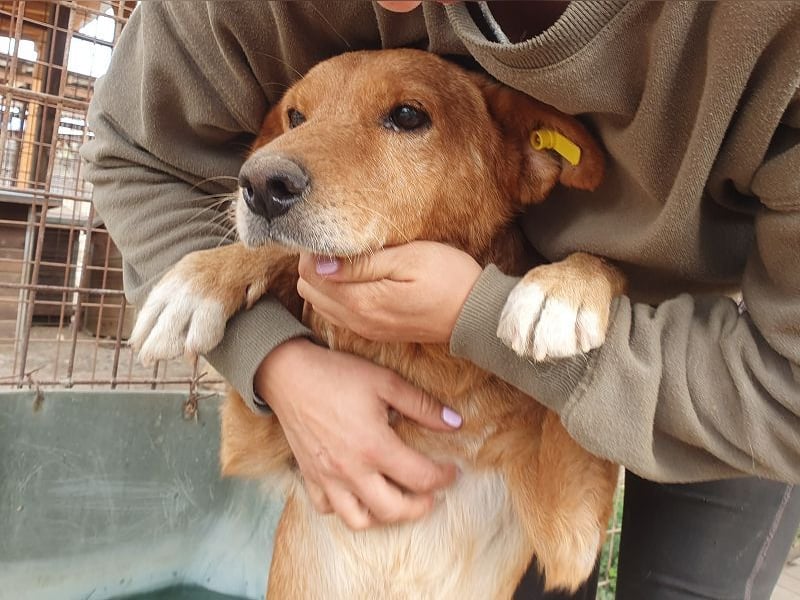 NOTFALL♥OSKAR♥ so lieber, dankbarer, ganz zutraulicher armer Tropf,der im Tierheim stark abbaut 52cm