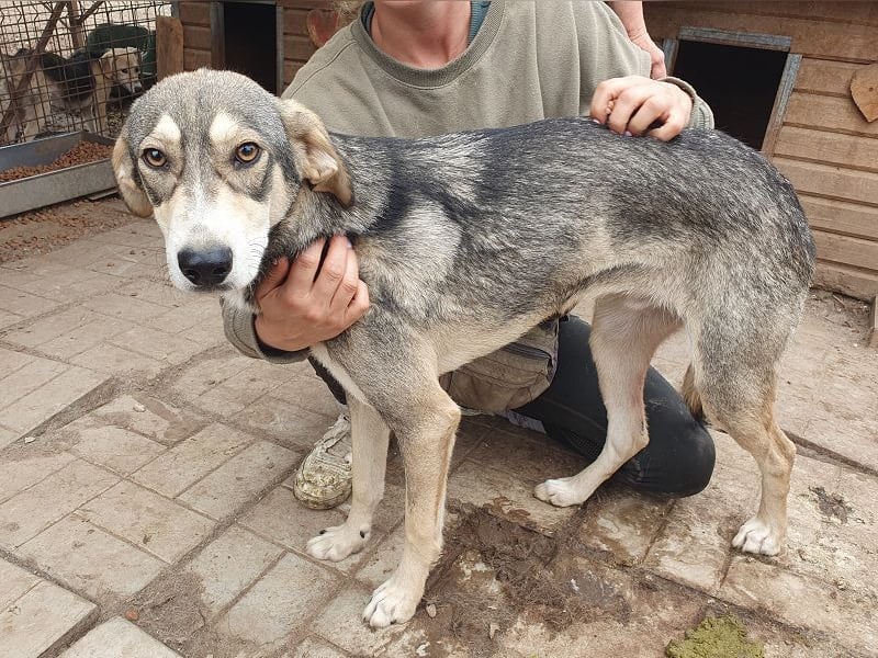 ♥FARO♥ richtig hübscher, ganz aufgeschlossener, ausgeglichener, unkomplizierter Jungrüde 57cm