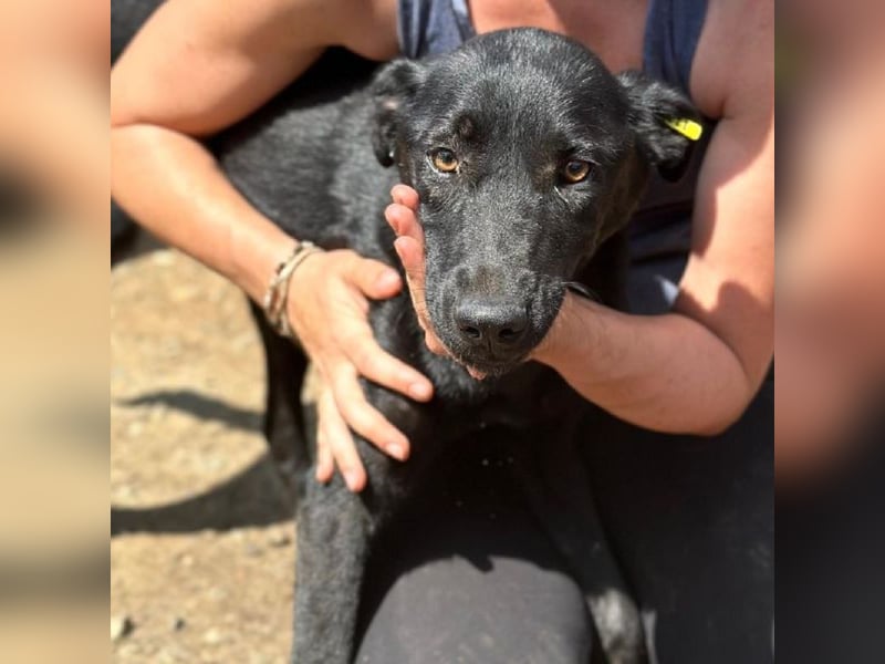 ♥MAYRA♥ verschmuste, äußerst menschenbezogene, wunderschöne zarte schwarze Hündin 53 cm