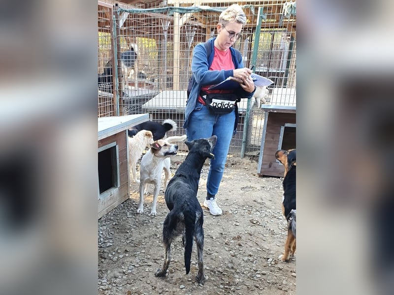 ♥SICCO♥ zu dünner, verschmuster, sehr menschenbezogener Rüde 60 cm