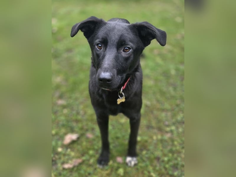 ♥LANA♥ neu auf Pflegestelle bei Köln - bewegungsfreudige, offene schwarze Schönheit 56cm