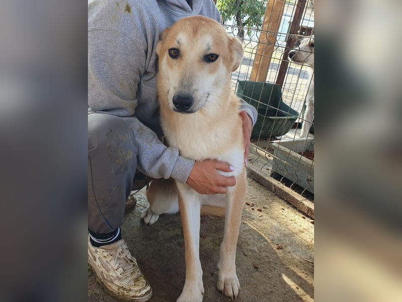 ♥RANDY♥ wunderschöner creme-weißer, anfangs noch zurückhaltender, ganz lieber Jungrüde 57 cm