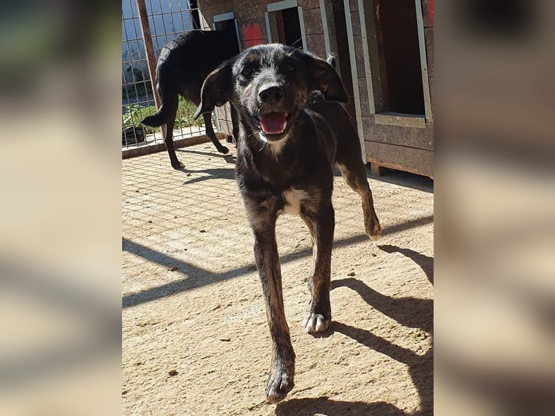 ♥GINGER♥ verspielte, sportliche, leider zu dünne, tolle Junghündin voller Lebenslust - mittelgroß