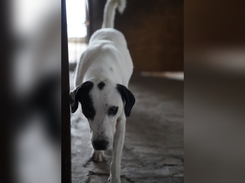 Notfell⭐️GEORGIA⭐️, traumhafte, junge Hündin, 2,5 Jahre, 57cm, Mischling, Tierschutz Rumänien