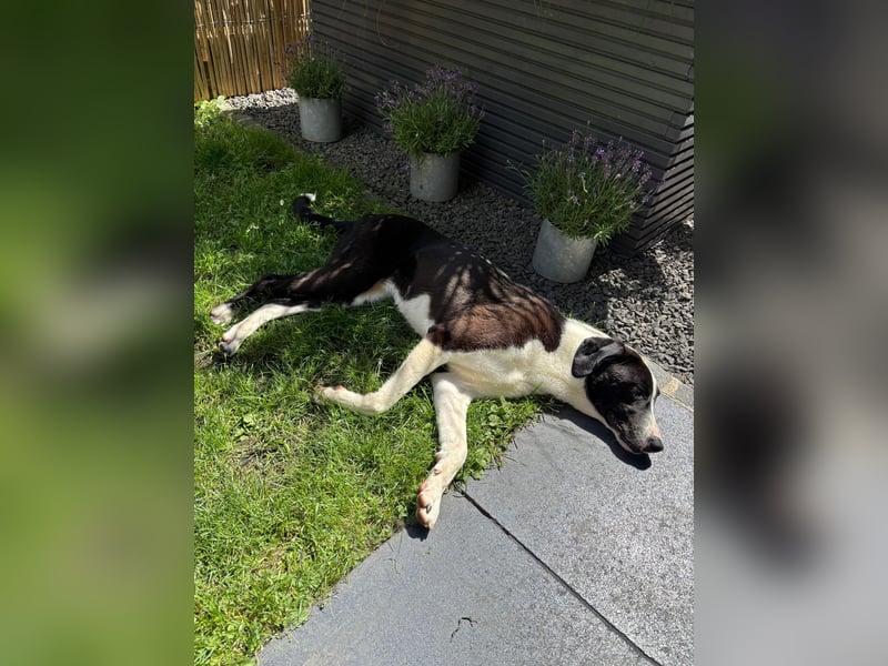 YAFFA, superliebe Spätzünderin, Pflegestelle Köln, 56 cm, 2,5 Jahre, Mischling, Tierschutz Rumänien