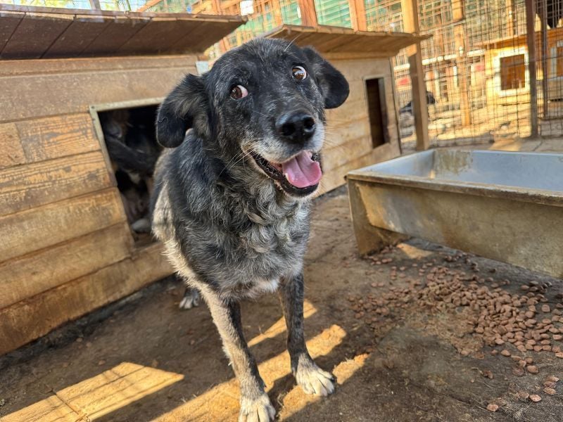 ♥JACKO♥ unglaublich lieber und menschenbezogener Senior, der schon 4 Jahre im Tierheim wartet 53 cm