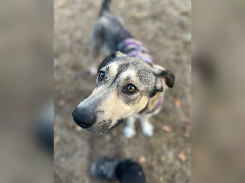 BRANA, tolle Charakterhündin, 2,5 Jahre, Pflegestelle 46359, 60 cm, Tierschutz Rumänien
