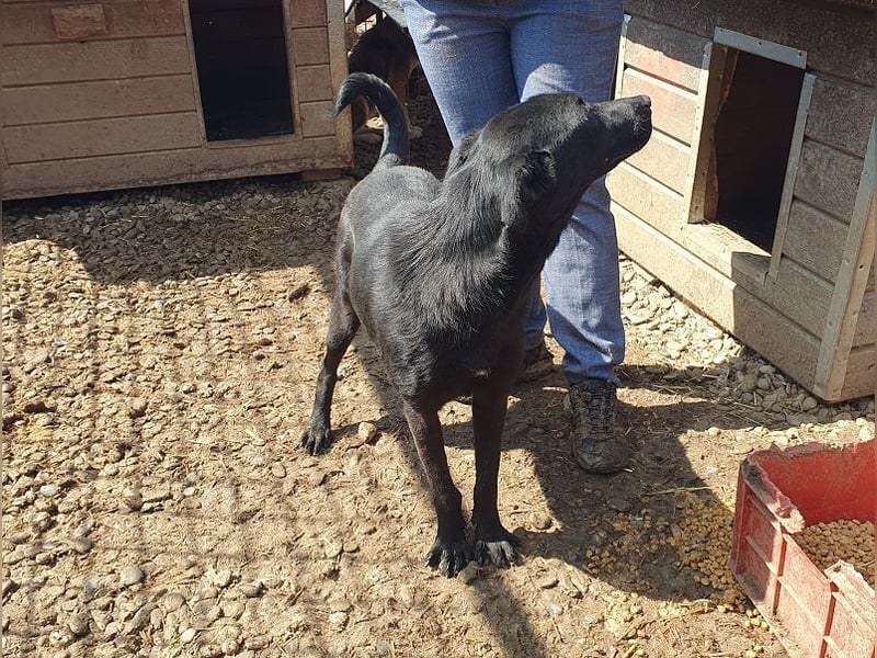 ♥MAYRA♥ verschmuste, äußerst menschenbezogene, wunderschöne zarte schwarze Junghündin 53 cm