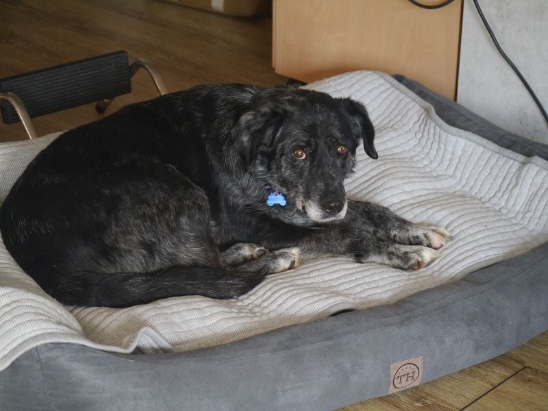 ♥JACKO♥ auf Pflegestelle bei Köln - unglaublich lieber und menschenbezogener Senior 51cm