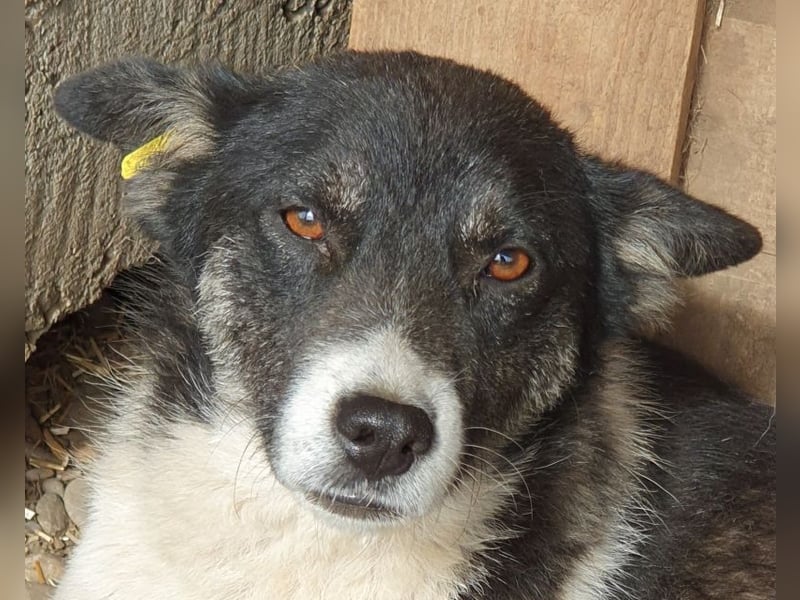 ♥RAMON♥ verschmuster, sehr menschenbezogener, ruhiger Rüde 51 cm