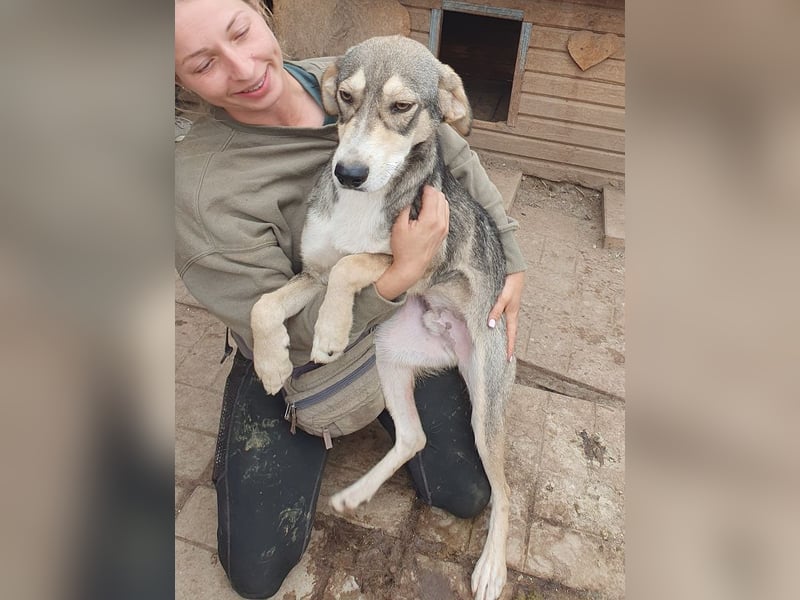 ♥FARO♥ richtig hübscher, ganz aufgeschlossener, ausgeglichener, unkomplizierter Jungrüde 57cm