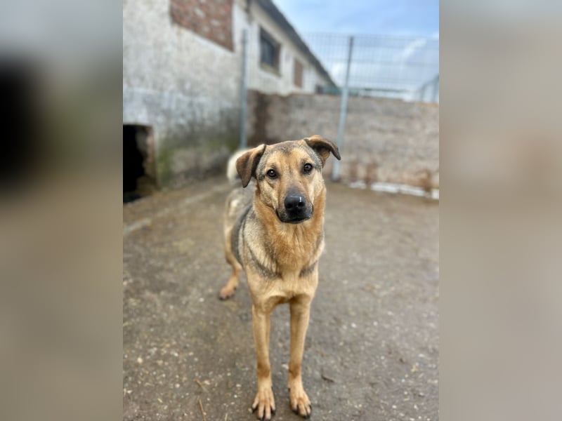 ⭐️WUTZL⭐️, liebevoller Rüde, 3 Jahre, 54 cm, Mischling, Tierschutz