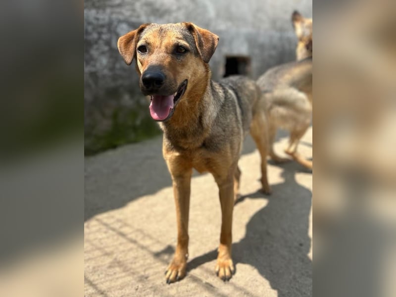 ⭐️WUMMEL⭐️, toller Hundekumpel, Rüde, 2,5 Jahre, 52 cm, Mischling, Tierschutz Rumänien