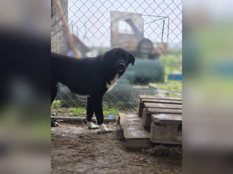 TAIN, sucht Hundeprofis, 10 Monate, 54 cm, Rüde, Herdenschutz-Mix, Tierschutz Rumänien