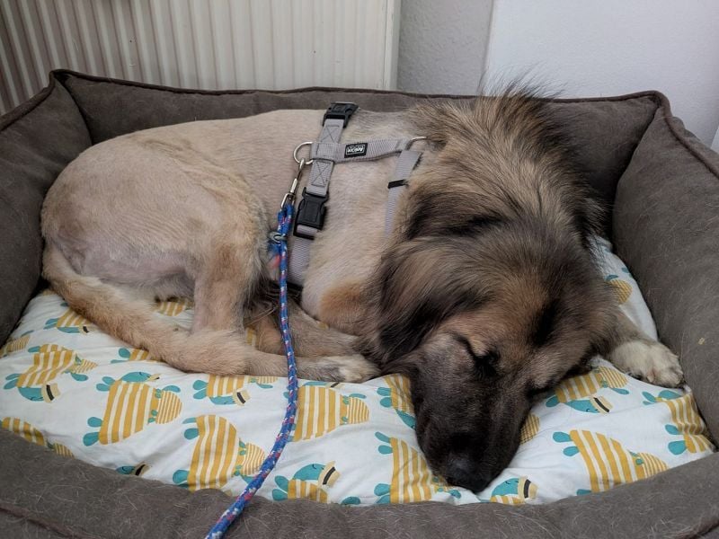 ♥TRUFFLES♥ neu auf Pflegestelle bei Köln - bildschöner, sehr menschenbezogener Herdenschutzrüde 58cm