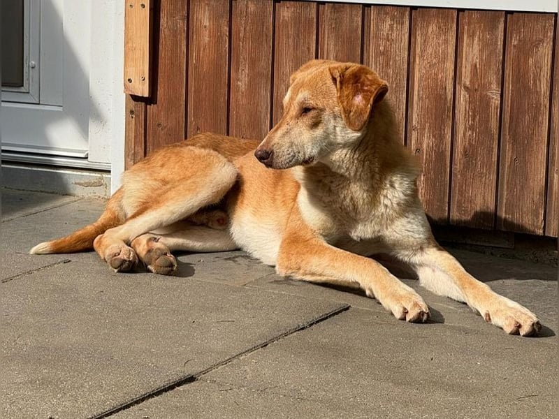 ♥GHANDI♥ neu auf Pflegestelle bei Köln - wunderbarer, ganz menschenbezogener Rüde 57 cm