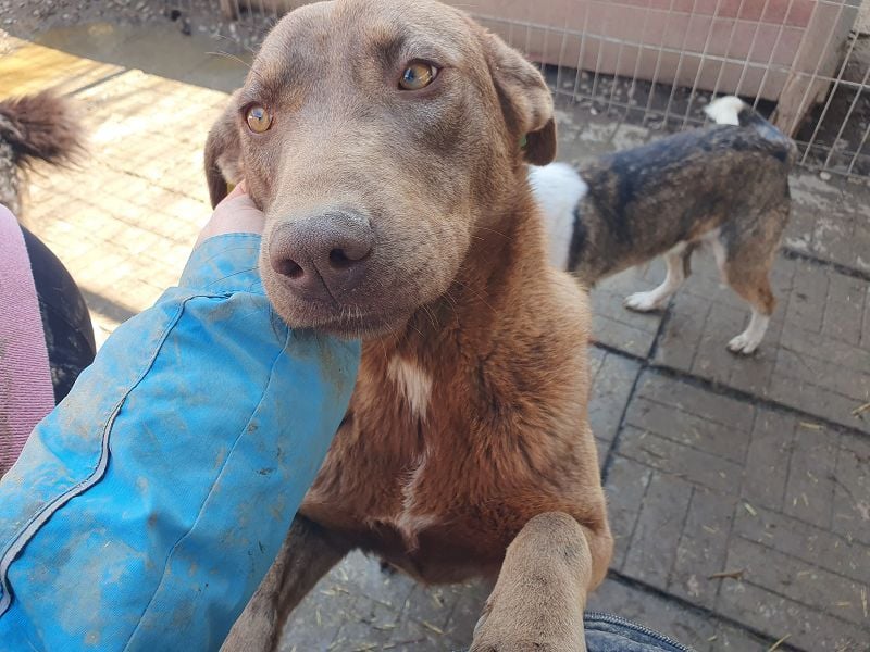 ♥THEA♥ sehr menschenbezogene, verschmuste Junghündin 54 cm