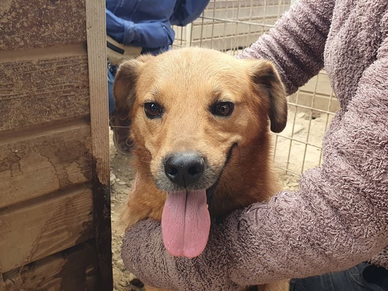 ♥JAKOB♥ süßer, anhänglicher Rüde voller Emotionen, der so viel Herz und Lebensfreude hat 56 cm