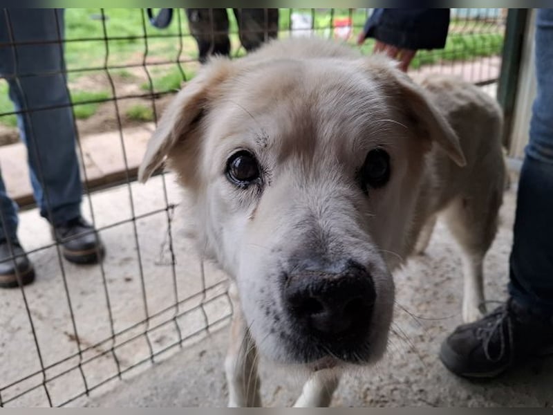 ♥FRANZ♥ ganz lieber, ruhiger, dankbarer Plüschhund, der ein Leben voller Entbehrungen hatte 52 cm