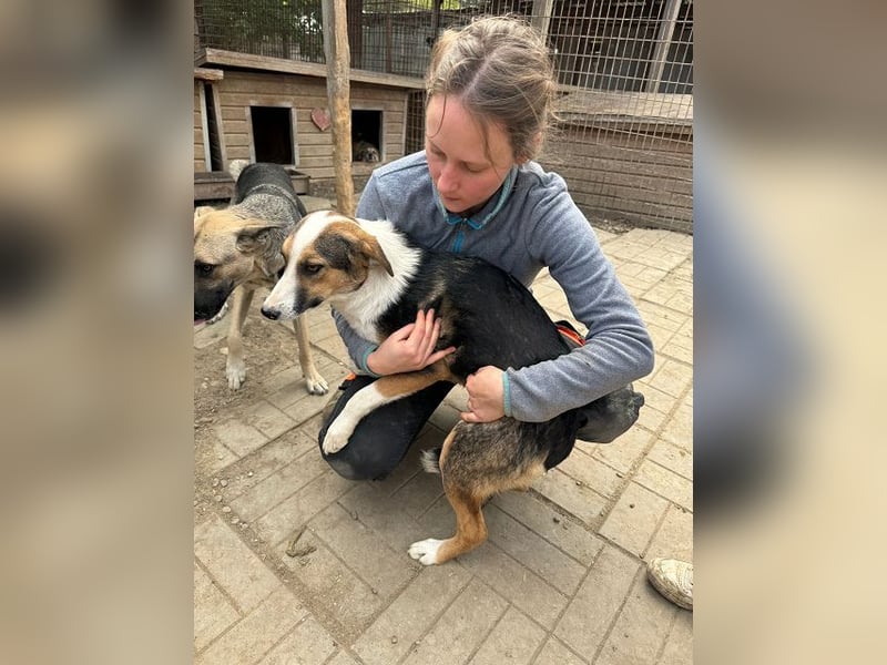 ♥ELDA♥ besonders schöne tricolor-farbene, ganz liebe, sanfte Junghündin von schlanker Statur 53 cm