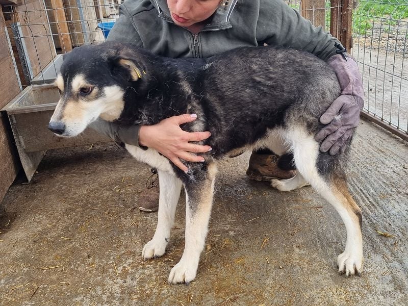 ♥EDANA♥ wunderschöne, tolle Hündin, die im Zwinger sehr eingeschüchtert wird 57 cm