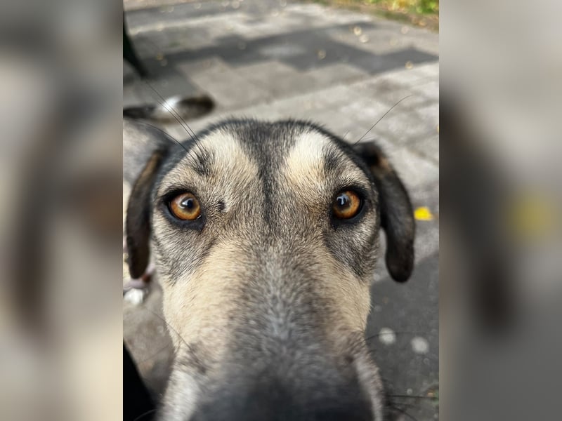 BRANA, tolle Charakterhündin, 2,5 Jahre, Pflegestelle 46359, 60 cm, Tierschutz Rumänien