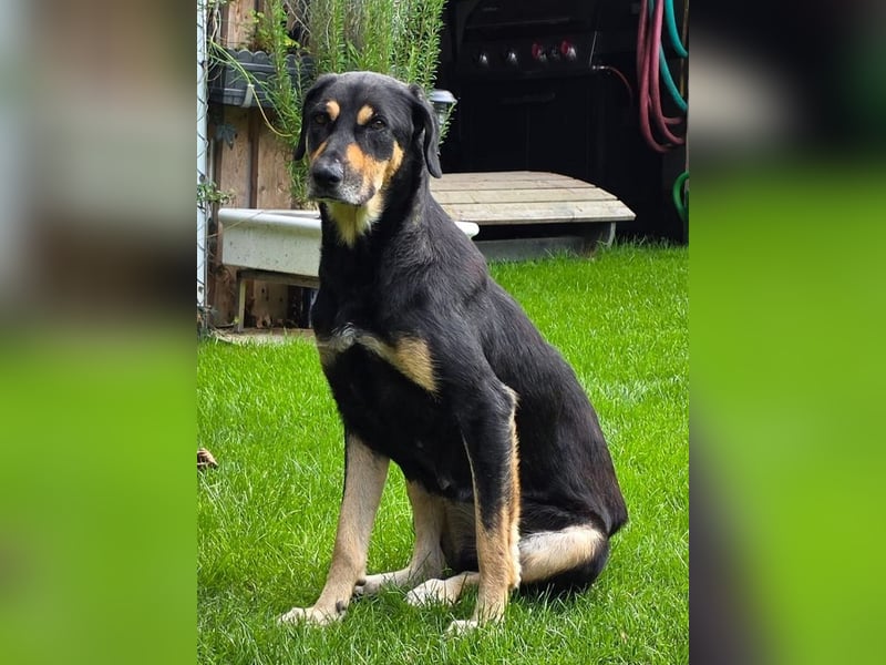 ♥STELLA♥ auf Pflegestelle bei Leverkusen -unglaublich menschenbezogene, aktuell zu dünne Hündin 60cm