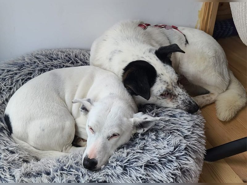 ♥KOBOLD♥ auf Pflegestelle in Essen - hübscher, ganz lieber, sensibler Hundejunge 51 cm