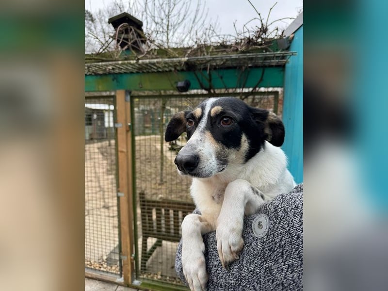 ♥AMANDA♥ auf Pflegestelle bei Köln - süße, verschmuste und unkomplizierte Hündin 54 cm