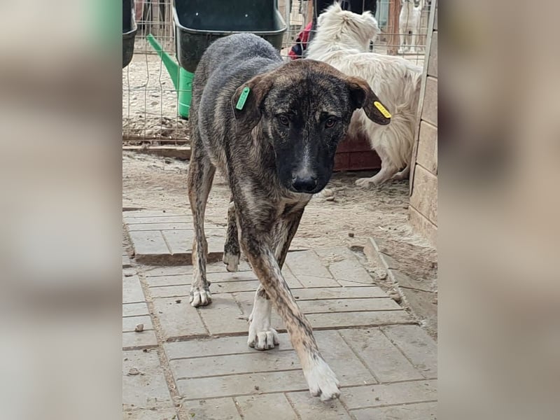 ♥FREDDY♥ süßer, sanfter, ruhiger Junghund mit einer sehr angenehmen zurückhaltenden Art 54 cm