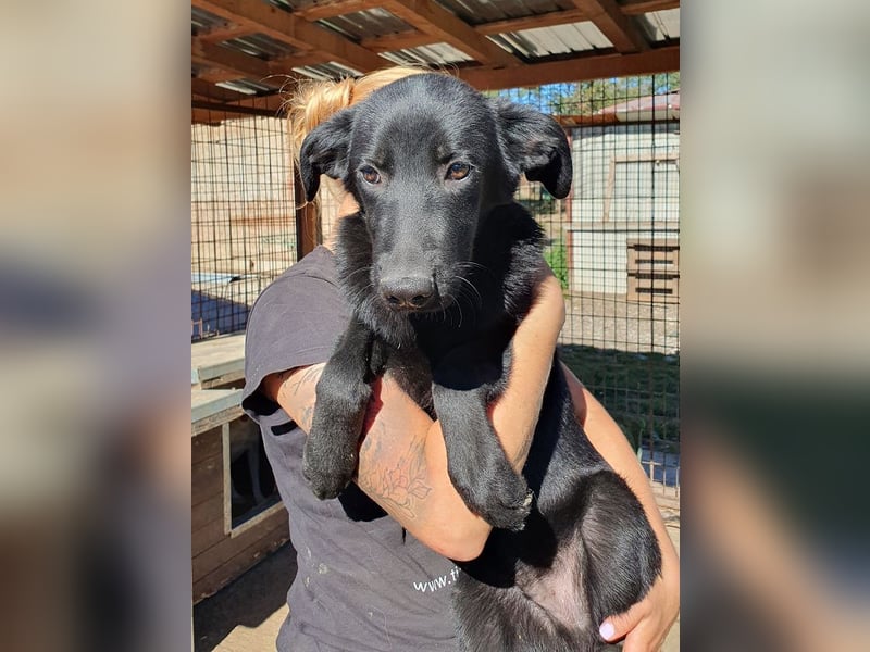 ♥MILLER♥ wundervoller, ganz lieber Junior, der sich nach Sicherheit und Wärme sehnt 51 cm (wachsend)