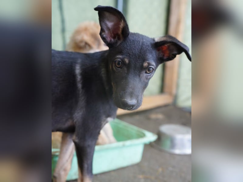 ⭐KUKI⭐, Hündin, Frohnatur, 9 Monate, 60 cm, Mischling, Tierschutz Rumänien