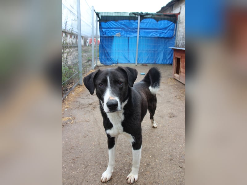 ⭐️YASIN⭐️, Traumtyp, Rüde, 2,5 Jahre, 56 cm, Mischling, Tierschutz Rumänien