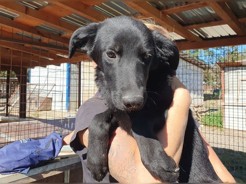 ♥MILLER♥ wundervoller, ganz lieber Junior, der sich nach Sicherheit und Wärme sehnt 51 cm (wachsend)