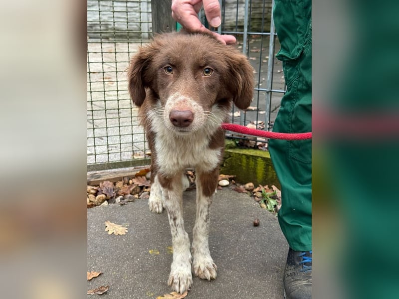 ♥LYRA♥ neu auf Pflegestelle bei Leverkusen - wunderschöne, ganz liebe, sensible Seele 53 cm