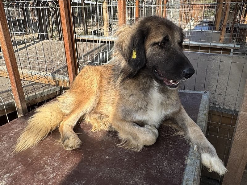 ♥TRUFFLES♥ wunderschöner, verschmuster,sanfter, anhänglicher Herdenschutzrüde mit längerem Fell 59cm