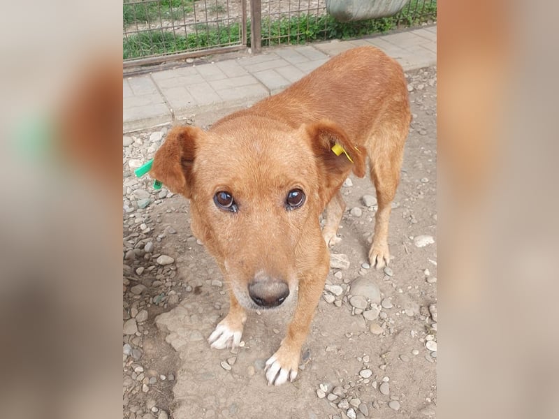 NOTFALL♥OSKAR♥ so lieber, dankbarer, ganz zutraulicher armer Tropf,der im Tierheim stark abbaut 52cm