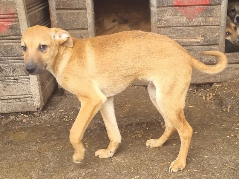 ♥KLAUSI♥ zuckersüßer, zarter, ganz lieber, verspielter Junghund - mittelgroß