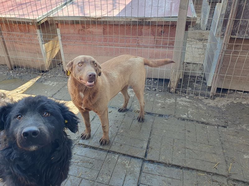 ♥THEA♥ sehr menschenbezogene, hübsche, verschmuste Hündin 54 cm